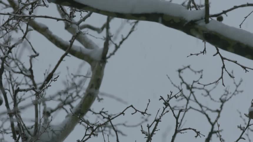 Snow falls around bare tree branches