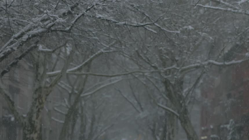 Snow falls on leafless trees