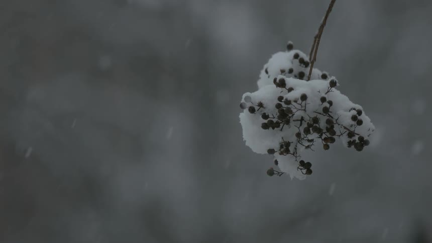 Snow gathered upon a small cluster of berries on a tree