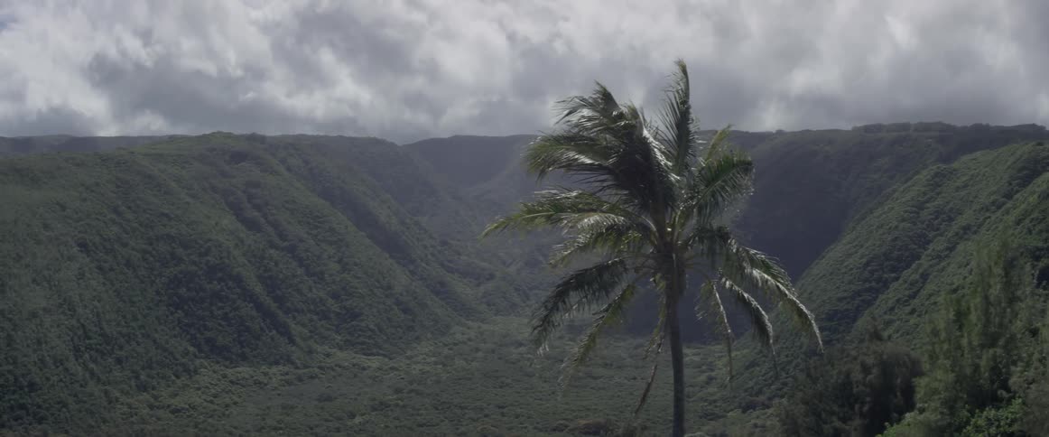 Palm tree fronds blow in a breeze