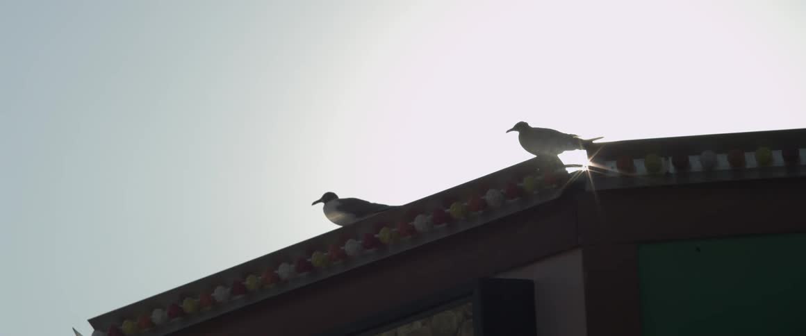 Birds sitting on the edge of a building against a clear sky