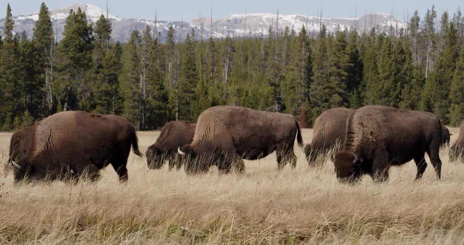 Bison graze in a grassy field with pine trees in the distance