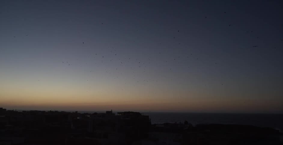 A flock of birds over water at sunset