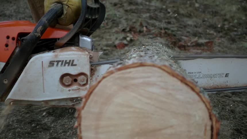 Person uses a saw to cut through a tree trunk