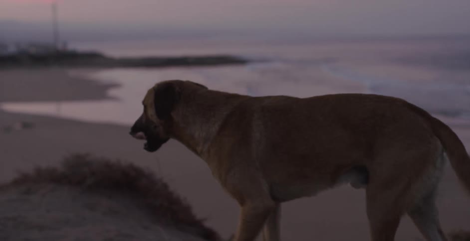 A dog looks around on the beach