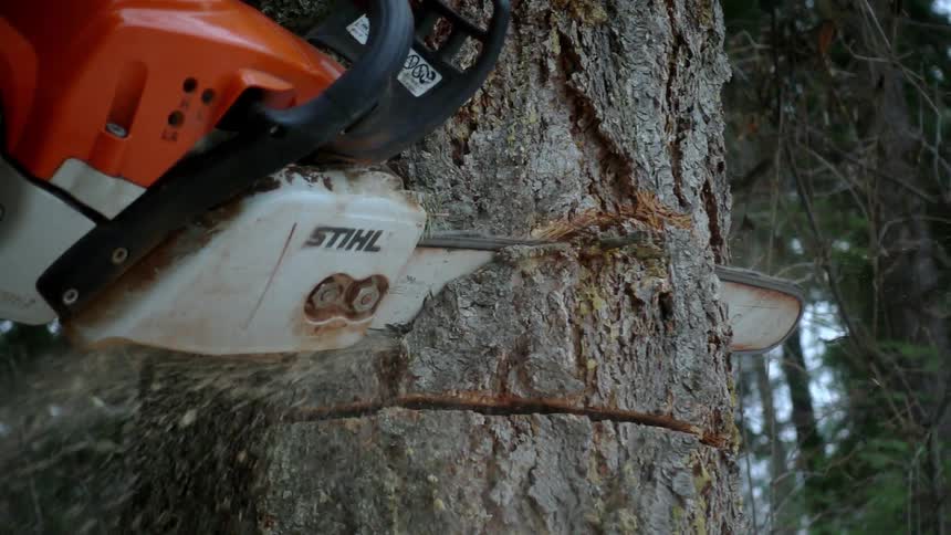 A chainsaw cuts through a tree