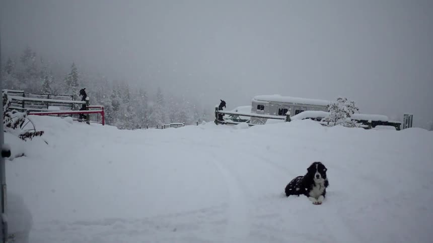 A dog lays outside while it snows