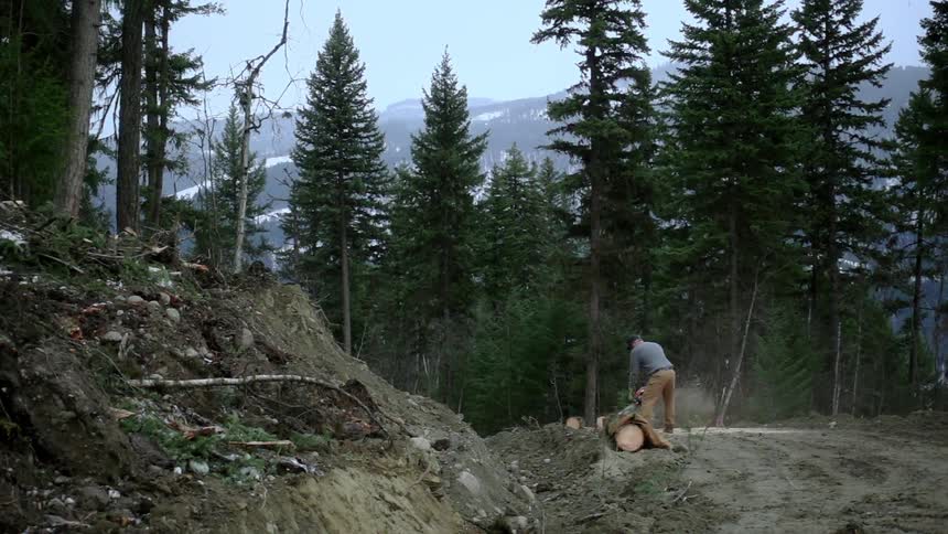 A man cuts a tree with a chainsaw