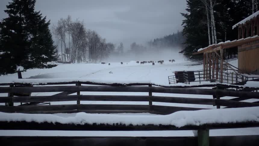 Snow falls on a fenced in field