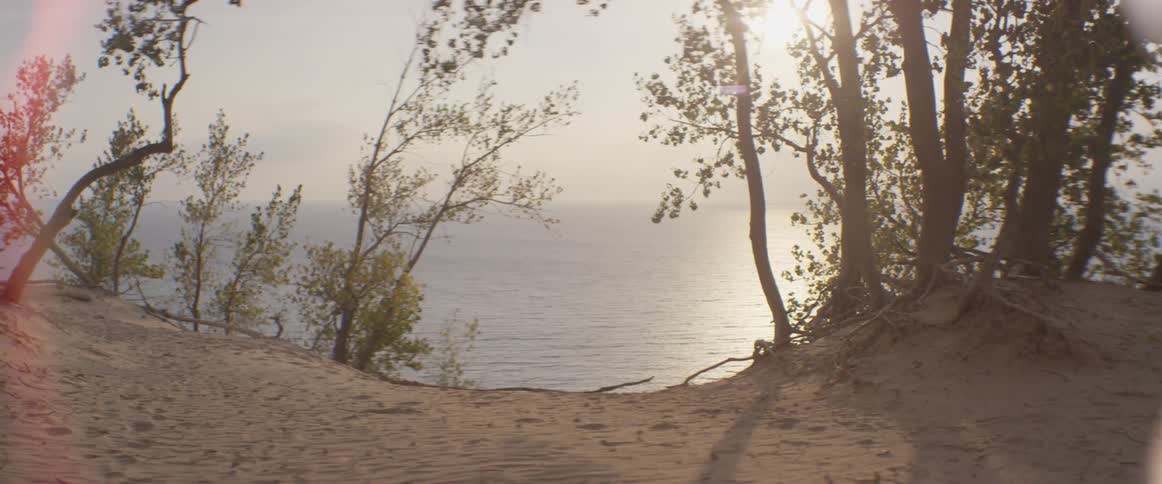Trees blow gently on a beach near a lake