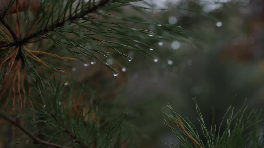 Water droplets cover pine needles