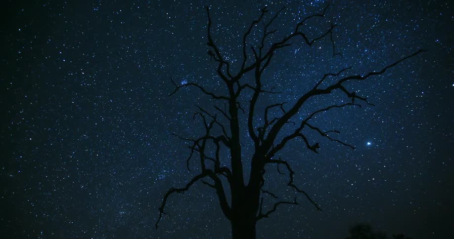 Stars pass over tree branches at night