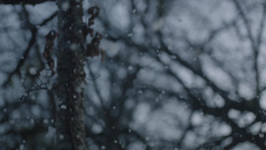 Snow softly falling on tree branches