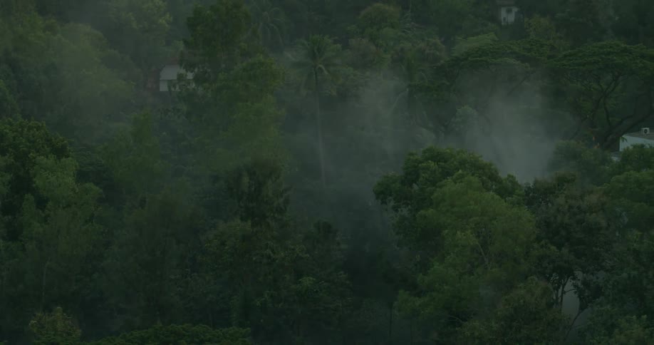 Fog sits over the forest