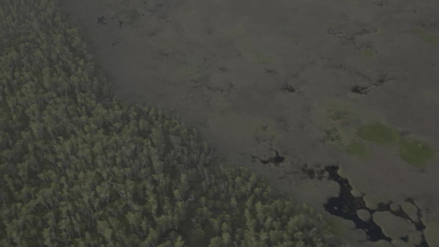 The forest below is full near the swamp