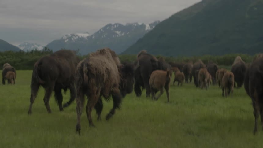 A herd of cows are running through a field