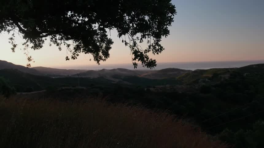 A tree's branches sway in the breeze at dusk