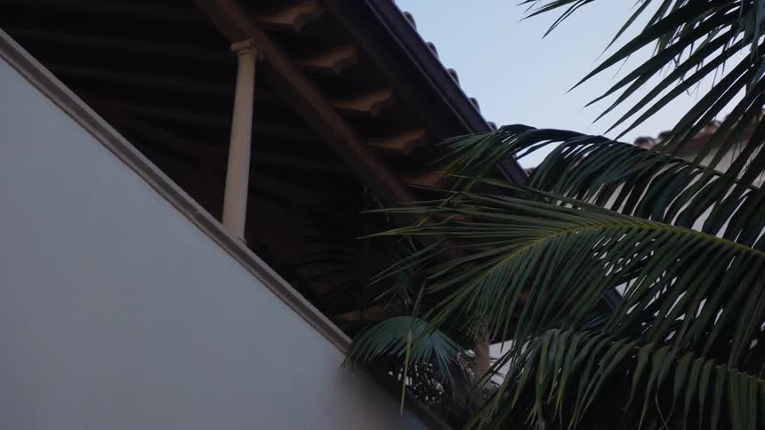 Palm trees are rubbing against the side of a house