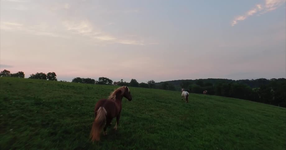 Horses running through a green field