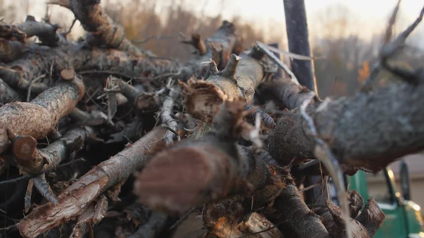 Logs are piled on a truck bed