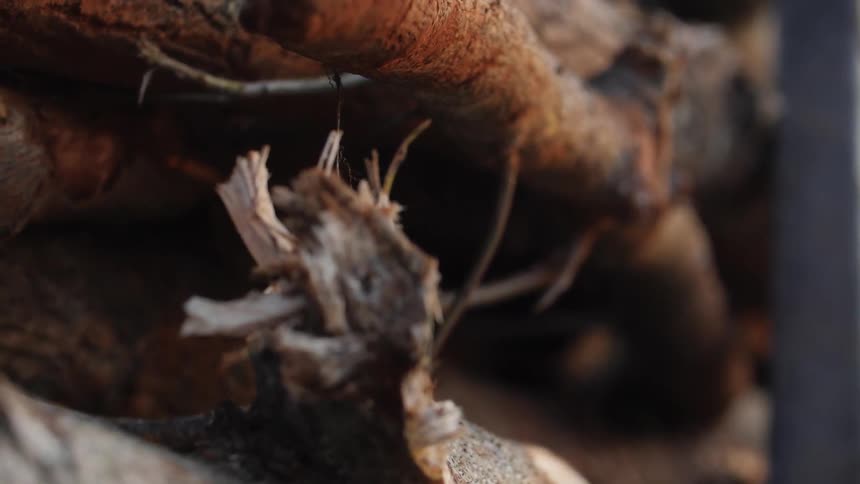 Close up of tree branches