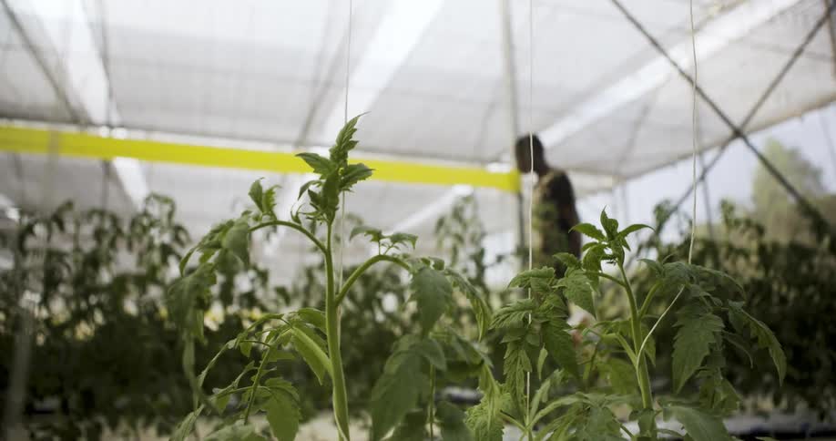 Man walking by plants in greenhouse during the day