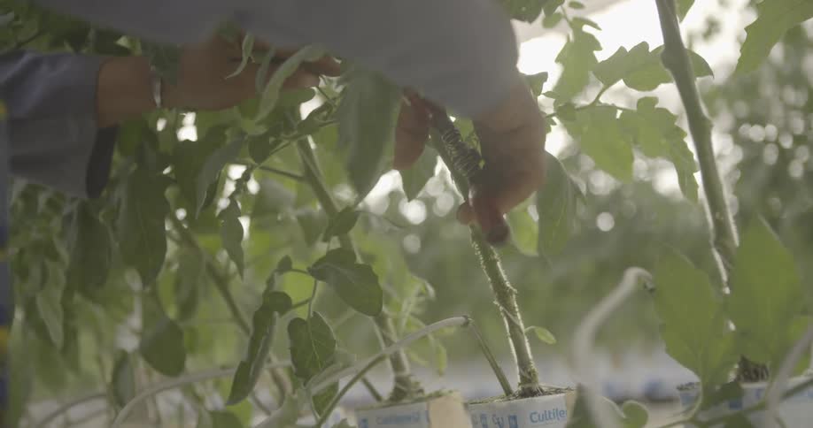 A person is trimming some plants