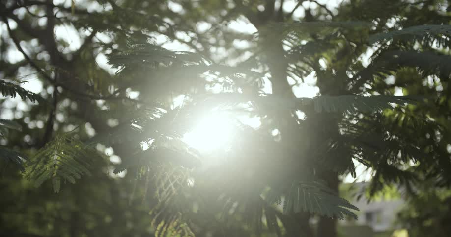 Sunlight shines through ferns