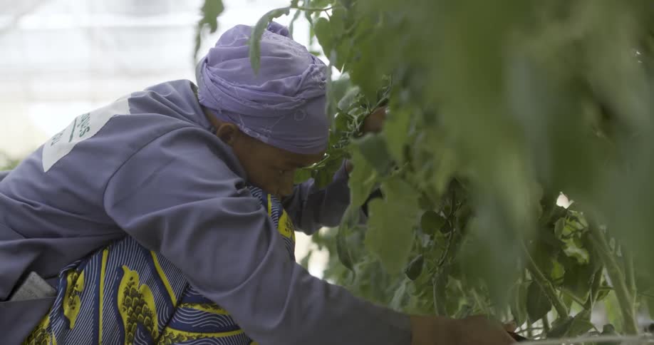 A man is pruning plants outdoors