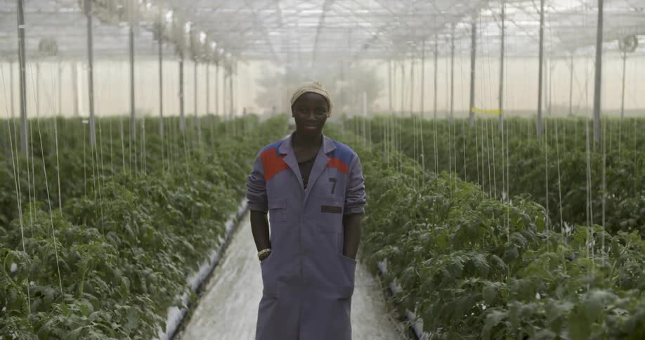 A man stands in the aisle of a large greenhouse