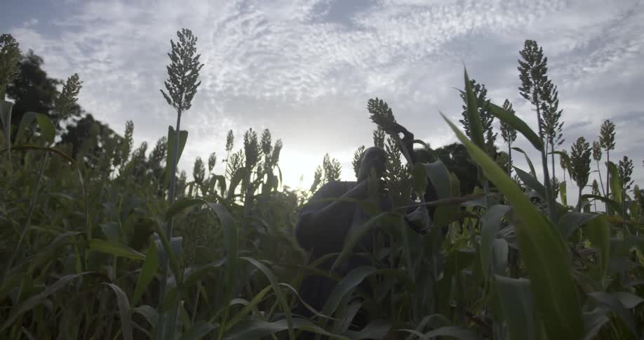 A man in a crop field bends a stalk to check it