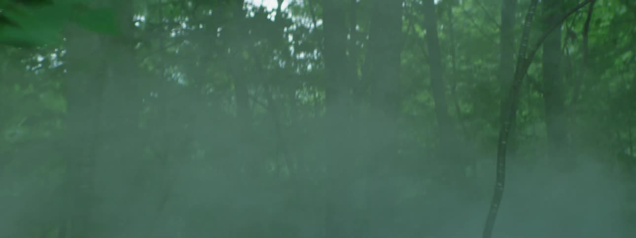 Fog moves through the forest