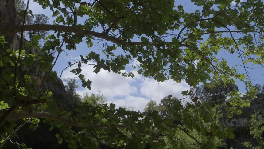 White clouds and blue sky are seen through tree branches
