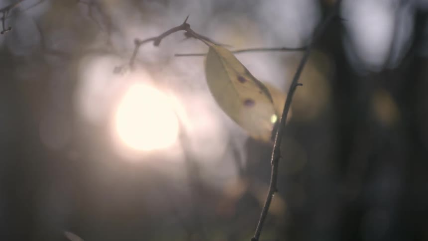 Sunlight filtered through tree branches