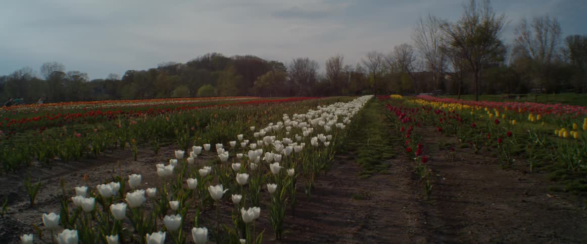 Yellow and white flowers line this large farm