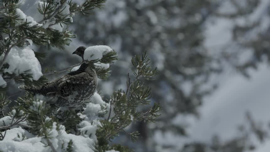 A bird sits on a snow covered tree branch