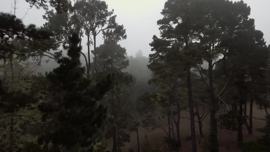 Fog hangs in the air in a forest