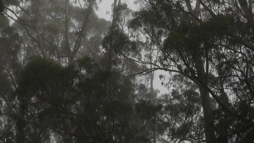 The forest is foggy and full of trees