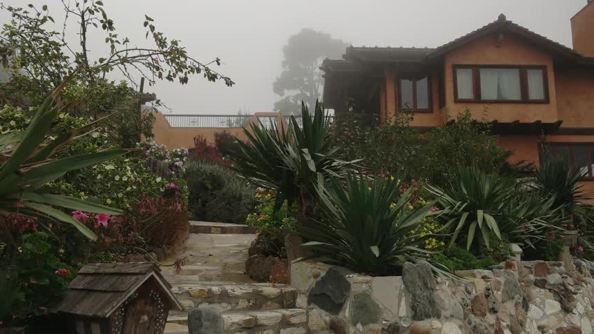 Plants grow in a backyard
