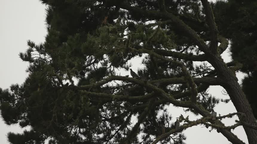 Birds a perched on tree branches