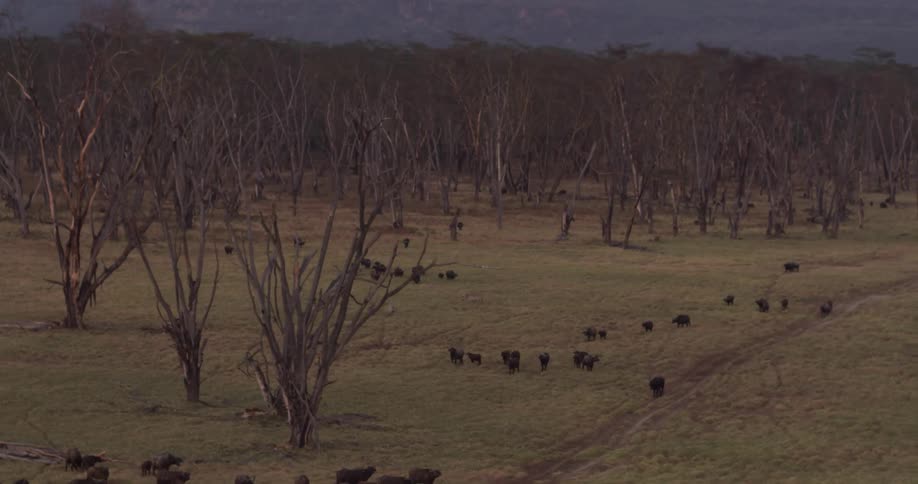 A herd of cattle graze on grass