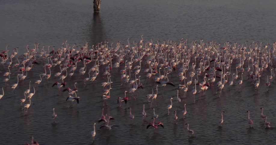 A flock of flamingos wave their wings