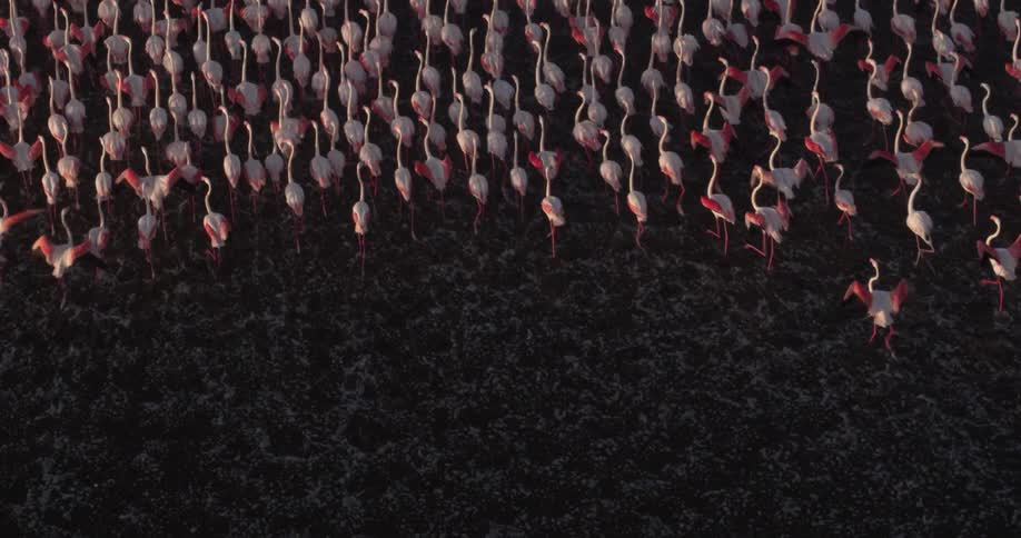 Large flock of flamingos run across the dark ground