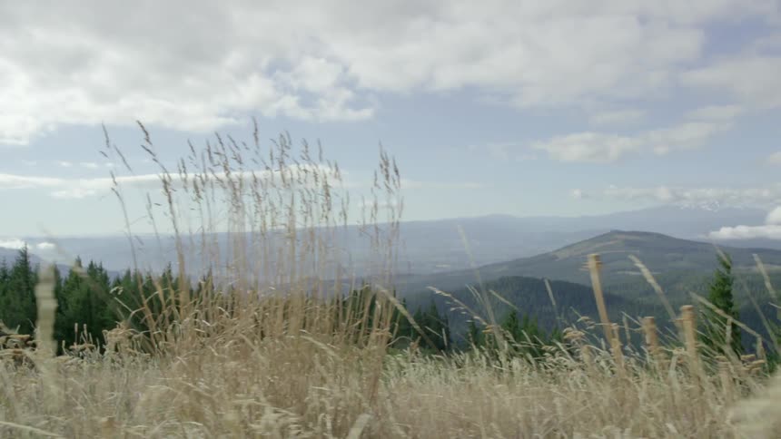 Grass blows in the breeze on a mountain