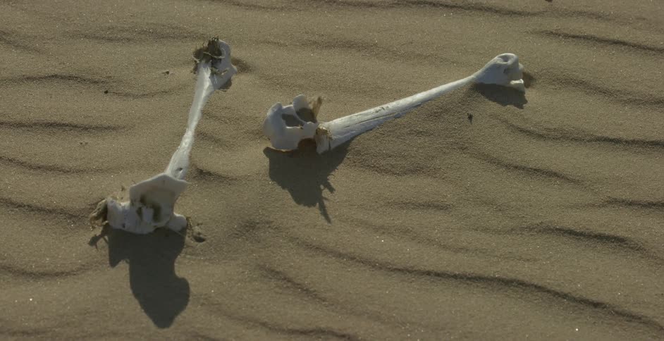 There are bones in the sand of the desert