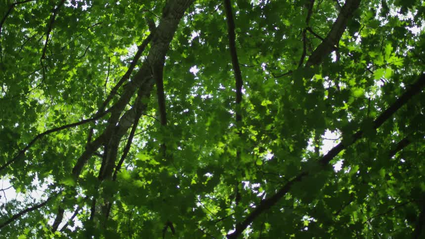 Tree branches with green leaves extend overhead