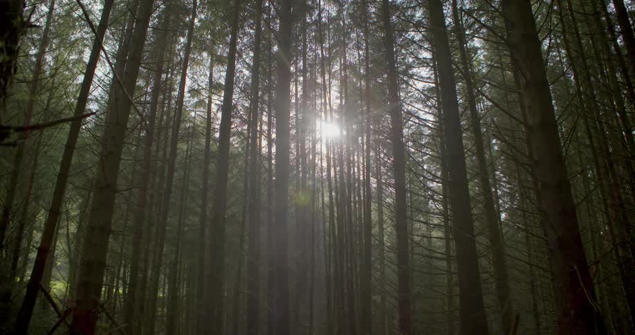 Sunlight streams through tall forest trees