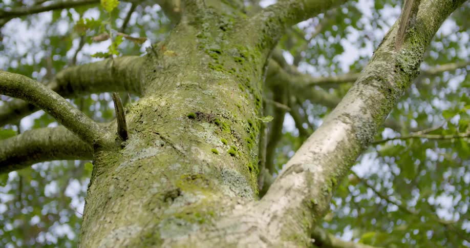 Shadows dancing on a moss-covered tree