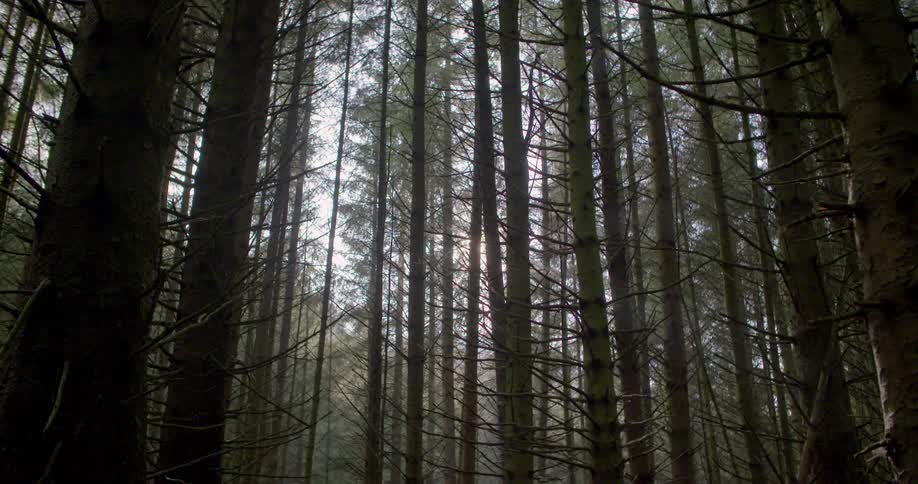 Tall trees tower in the forest