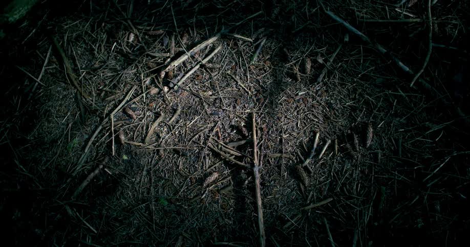A light is shining on sticks and pine cones on the ground